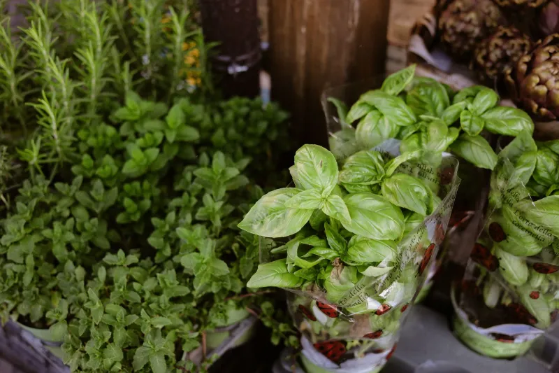 Du balcon à l'alambic : cultiver et transformer ses plantes aromatiques pour une autonomie olfactive